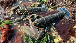 Coastal Foraging & Tide pools - Shoreline Forage for Lobster Crab Sea Creatures  The Fish Locker