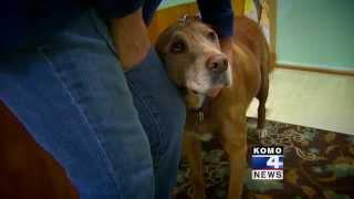 12 Million Dollar Dog? Tonight at 11 on KOMO 4 News