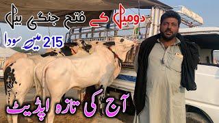 215k mae soda kheera bail mandra mandi  2662024 latest update part 2 jamil tv