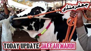 Jaffar Mandi Today ll 16062023 ll part 2 ll Fateh jangi bull ll Bhatta chowk Mandi