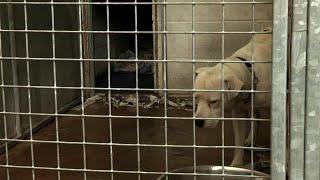 Death Row Dogs  Full Length Documentary