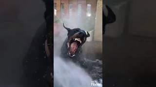 Dogs Epic War Against Water Hose – Hilarity Ensues  #funnydogs #funnypets #hilariouspets #funny