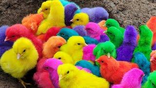 Menangkap ayam lucu ayam warna warni ayam rainbow bebek angsa ikan hias ikan cupang