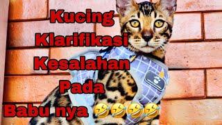 Kucing Lucu  Kucing Bengal bikin ulah #cat #kucinglucugemes #catlover #kucing