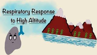 Respiratory Response To High Altitude  Acclimatization Physiology  Respiratory Physiology