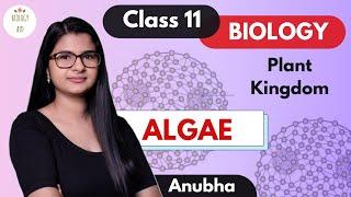 Class 11  Algae Plant Kingdom  NCERT