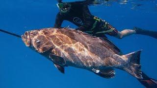 Polespearing HUGE Black Grouper in the BAHAMAS - Ep.50