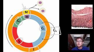 Cell Cycle Mitosis and Meiosis