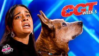 AMAZING Got Talent Singers Animals and More     CGT Week 5