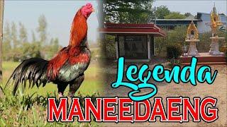 Legenda Ayam Pakhoy Maneedaeng Mr. Manna Chanachai Farm