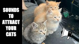 Cat Sounds to Attract Cats #24