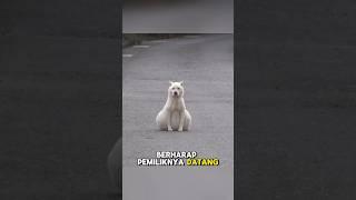 Anjing dengan perut besar yang dibuang pemiliknya️