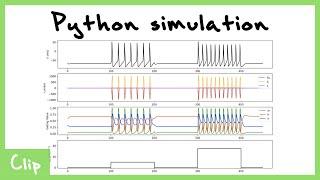 Python Simulation Of The Hodgkin-Huxley Model  Clip