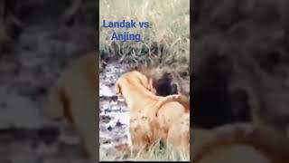 Landak vs Anjing#landak #anjing #shorts