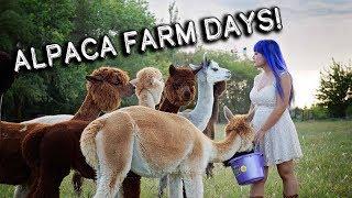 National Alpaca Farm Days  Tour My Farm Learn About Alpacas