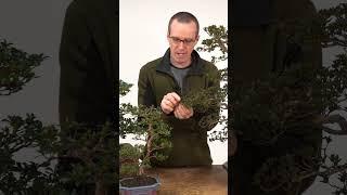 Bonsai Intermediate Course 3 #bonsai