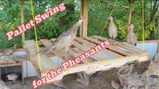 Pallet Swing for the Pheasants