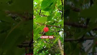 The Cherry