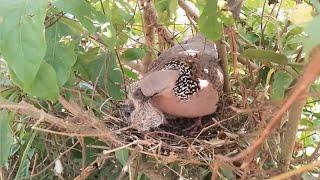 #EP9. Spotted Dove birds Feed the baby in the nest well  Review Bird Nest 