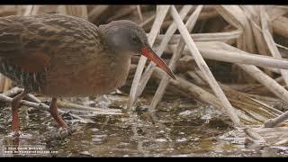 Virginia Rail Foraging in Maine