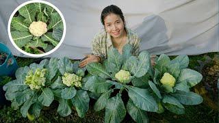 how to grow cauliflower from seeds in pots Seeds to Harvest