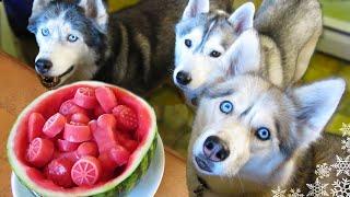 WATERMELON DOG TREAT How to make Frozen DIY Dog Treats   Snacks with the Snow Dogs 34