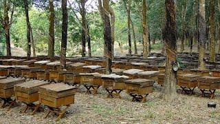 Wholesale honey prices in 2023. In India they are already higher than in Ukraine and Vietnam