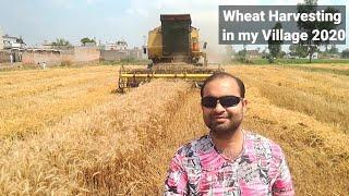 Wheat Harvesting in My Village Punjab Pakistan 2020 - Wheat Harvesting Season 2020 - shahbazreactson