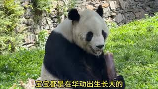 福宝或将马上展出，四川电视台架设摄影设备为接下来的直播做准备#푸바오 #panda #fubao