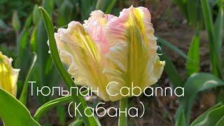 Изысканный Тюльпан Cabanna Кабана-сорт Свадебное настроение