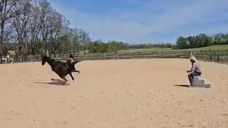 Horse Knows how to Ditch the Rider  #horse #abiattachments