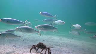 1000 baby Australian Salmon escort Marching Crabs.