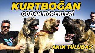 KURT BU KÖPEKLERİN KOKUSUNU ALINCA ŞEHİR DEĞİŞTİRİYOR  AKIN TÜLÜBAŞ & BOZ KENNEL