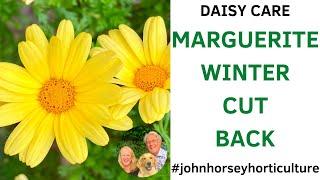 HOW TO CUT BACK MARGUERITE DAISIES FOR WINTER