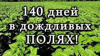 Подсолнух  под гранстар от посева до уборки 140 дней РЕЗУЛЬТАТ