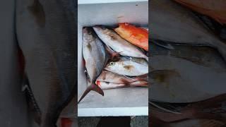 TRIP CAMONG 26.11.2023 #torotorofishingtripbali