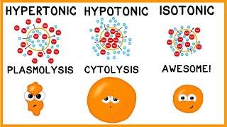 Hypertonic Hypotonic and Isotonic Solutions