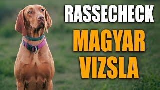 Magyar Vizsla Rassecheck  - Rasseportrait Rassebeschreibung Informationen zur Rasse und Erziehung