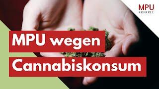 MPU wegen Cannabiskonsum - Das musst du wissen