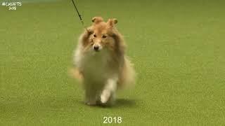 Best of Breed Pastoral GroupSHETLAND SHEEPDOG2017-2022