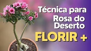 Técnica simples para Rosa do Deserto FLORIR MAIS