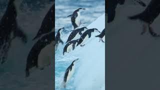 ¿Cómo se lanzan los pingüinos fuera del mar?   Curiosidades NatGeo #Shorts