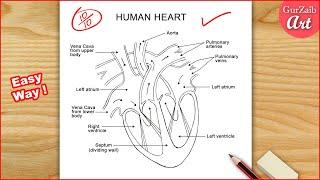 Human Heart Diagram Drawing Labelled  easy way - Step by step