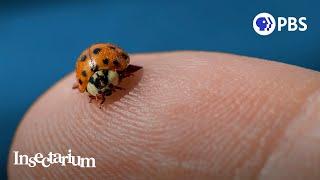 Pssst Ladybugs Have a Killer Secret