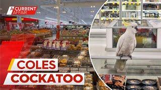 Cockatoo rescued after ruffling feathers in Sydney supermarket aisles  A Current Affair