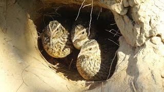 Bird Quail In The Hole Nest - Family Quail