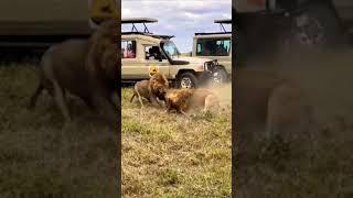 Saba Bora Boys Lions Wrestling for food in Serengeti National Park.