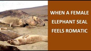 Elephant seals - Happily ever after - See-Elefant - 象のシール - Éléphant de mer - Sjøelefant