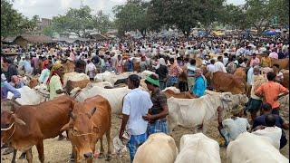 Cheapest Indian Cow Market West Bengal  Cow Farming West Bengal