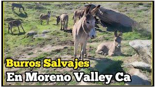 Burros Salvajes De California En Moreno Valley